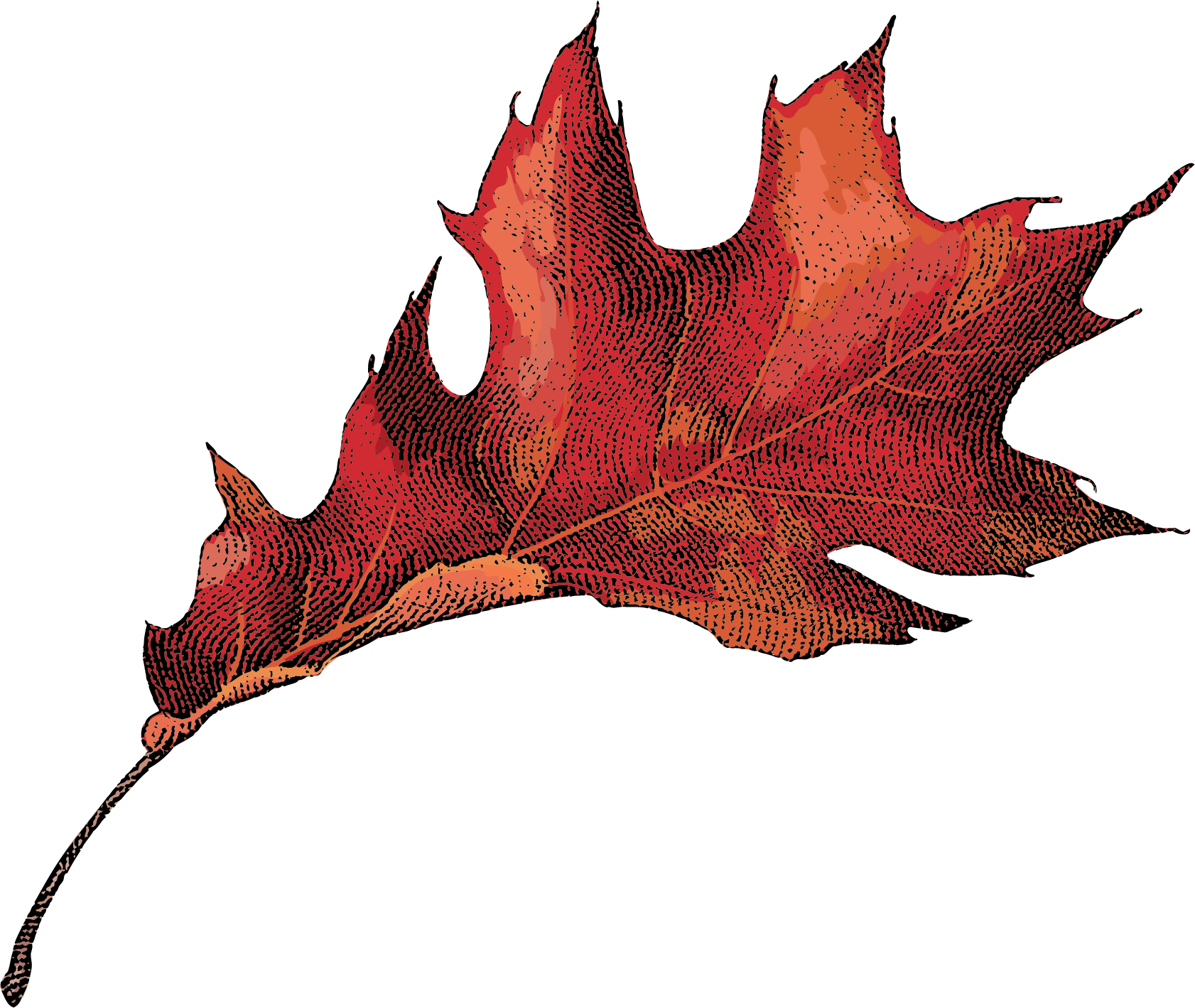Red Oak Leaf
